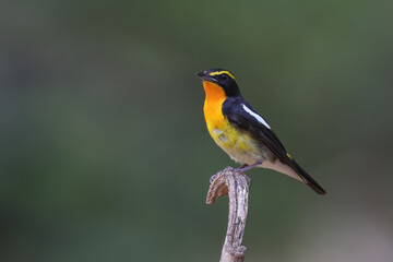 Beautiful narcissus flycatcher bird perched on a branch in tropical forest. - 595262137