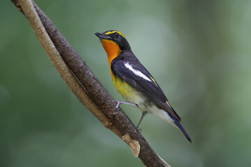 Beautiful narcissus flycatcher bird perched on a branch in tropical forest. - 595262138