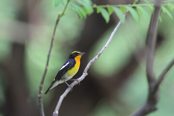 Beautiful narcissus flycatcher bird perched on a branch in tropical forest. - 595262139