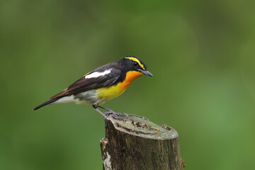 Beautiful narcissus flycatcher bird perched on a branch in tropical forest. - 595262140