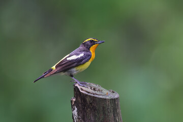 Beautiful narcissus flycatcher bird perched on a branch in tropical forest. - 595262147