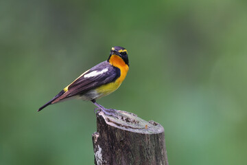 Beautiful narcissus flycatcher bird perched on a branch in tropical forest. - 595262148