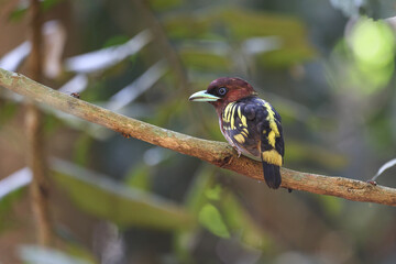Banded Broadbill a rare bird on the branch of the tree. - 595262151