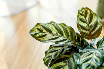 Calathea makoyana (known as peacock calathea, the peacock plant, prayer plant) growing indoors. Close up of leaves of green houseplant - obrazy, fototapety, plakaty