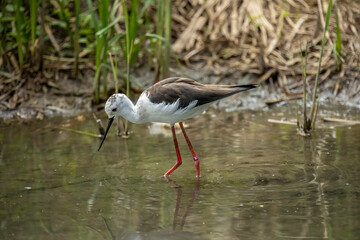 Black-winged stilt