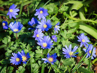 Fototapeta premium Anemone Blanda Grecian Windflowers