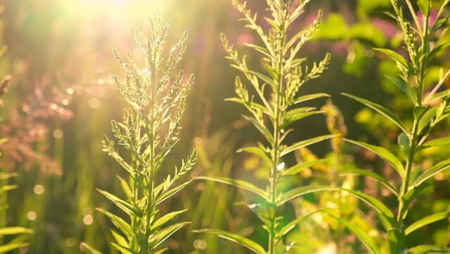 Abstract warm landscape of dry wildflower and grass meadow on warm golden hour sunset or sunrise time. Tranquil autumn fall nature field background. Soft golden hour sunlight panoramic countryside.