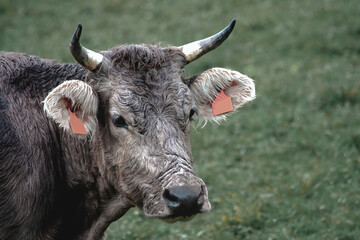 portrait of a cow soaked by rain