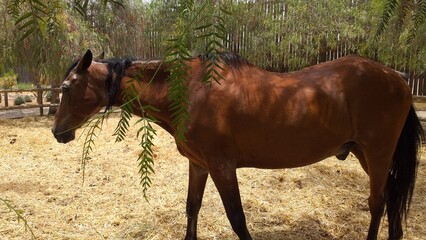 Caballo marr&oacute;n