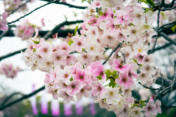 sakura, japan, cherry blossoms, bloom
