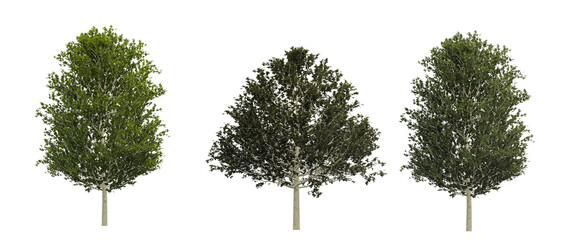 Forest trees shapes cutout 3d render png set