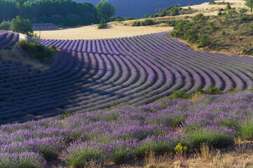 Fototapeta na wymiar Lavender fields in Brihuega