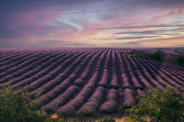 Lavender Fields at Sunset in Brihuega
