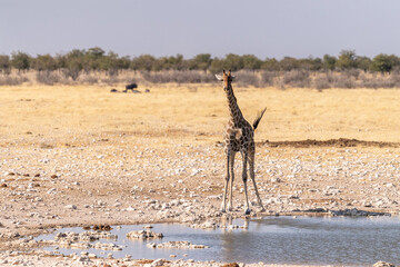 Angolan Giraffes -Giraffa giraffa angolensis- standing drinking from a waterhole in Etosha national park, Namibia.