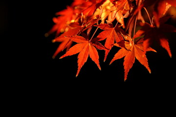 Momiji, red autumn leaves at night