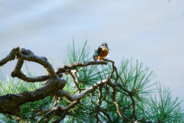A kingfisher chewing fish on a branch
