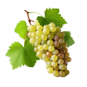 bunch of grapes isolated transparent background