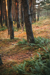 ferns around a tree trunk. Beautiful nature background of vivid green ferns