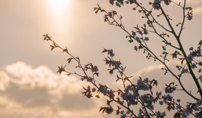 夕日とエゾヤマザクラ / Sunset and Sargent's cherry