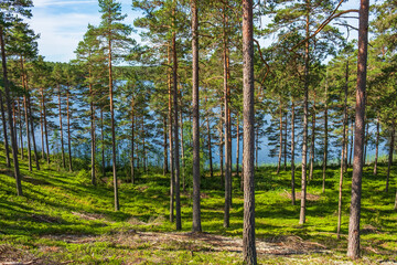 Obraz premium Pine woodland at a lake in sunshine