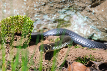 Grass snake crawling on the ground