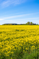 Obraz premium Blooming rapeseed field at the country