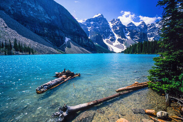 Tree logs floating in moraine lake at the canadian rockies