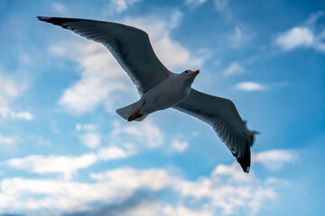 seagull in the sky