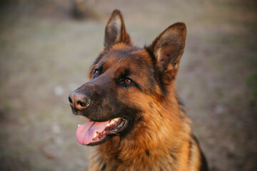 German Shepherd in the park against the background of the Christmas tree.