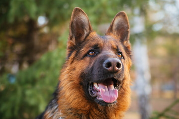 German Shepherd in the park against the background of the Christmas tree.