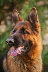 German Shepherd in the park against the background of the Christmas tree.