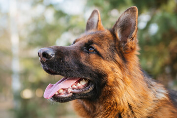 German Shepherd in the park against the background of the Christmas tree.
