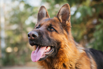 German Shepherd in the park against the background of the Christmas tree.