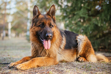 German Shepherd in the park against the background of the Christmas tree.