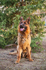 German Shepherd in the park against the background of the Christmas tree.