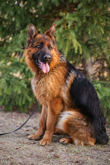 German Shepherd in the park against the background of the Christmas tree.