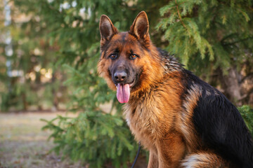 German Shepherd in the park against the background of the Christmas tree.