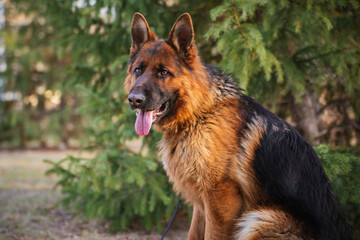 German Shepherd in the park against the background of the Christmas tree.