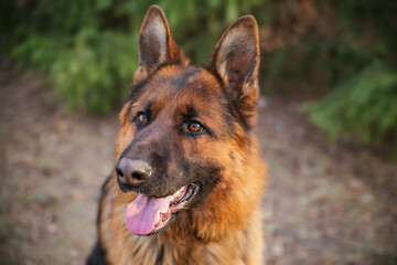 German Shepherd in the park against the background of the Christmas tree.