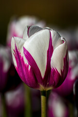 tulipano bianco e fucsia