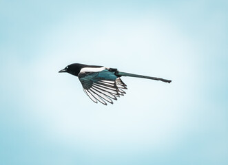 Beautiful Magpie in flight. Magpie (Pica pica) flying close-up portrait with blue sky and copyspace.