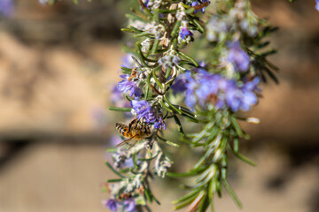 Eine Honigbiene sammelt Pollen auf einem blühenden Thymianstrauch mit lila Blüten in Nahaufnahme