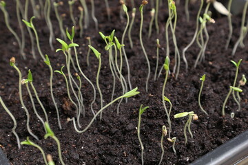 The first seedlings of tomatoes. Small tomatoes came out of the soil.