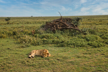 Löwen im Ndutu Schutzgebiet, Tanzania