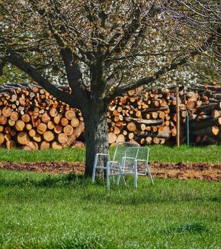 Zwei weisse, metallene St&uuml;hle auf einer Wiese an einem Obstbaum, vor aufgestapeltem Brennholz