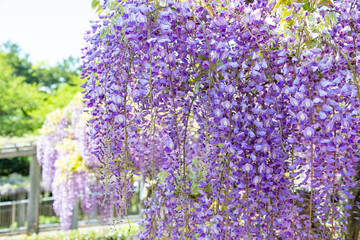 Obraz premium Close-up of light purple wisteria flowers.