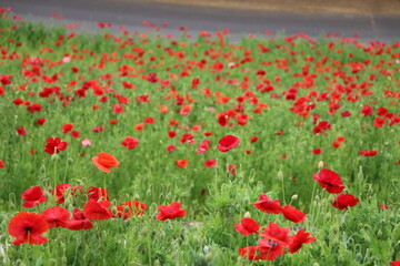 シャーレーポピー