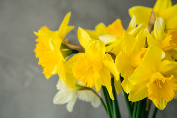 Vibrant Spring Blooms. A Glass Vase with Yellow Daffodils Against a Gray Background.