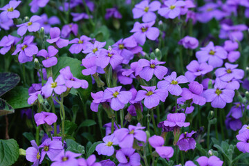 Purple flowers Aubrieta deltoidea (lilac bush, purple rock cress and rainbow rock cress) close up