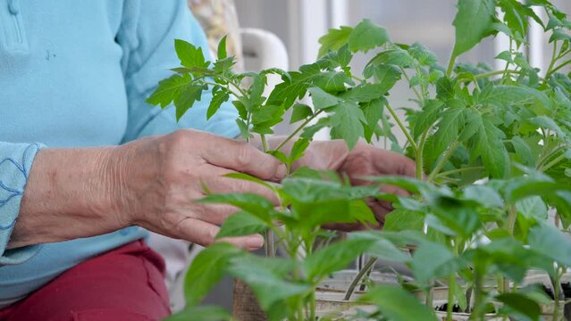 Elderly old woman gardener inspects and checks how seedlings of plants, tomatoes vegetables and flowers grow in greenhouse before planting in ground on outdoor. Growing organic food on eco farm.